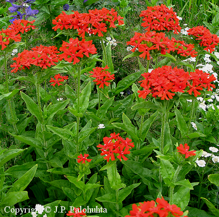  Lychnis chalcedonica, palavarakkaus 